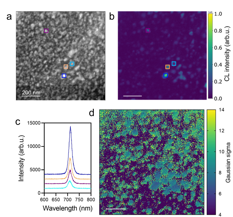 Figure 2: a) HAADF-STEM image and b) corresponding panchromatic CL image of CsPbI3 embedded in a MOF matrix. c) Integrated spectra taken from the colored squares indicated in (a) and (b). d) Gaussian fitted σ parameter representing the width of the emission peak. Figure adapted from [2] with permission from L.H.G. Tizei.