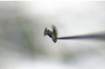 Precision micro-manipulation tool extracting a foreign particle from the surrounding paper fibers under microscopic observation